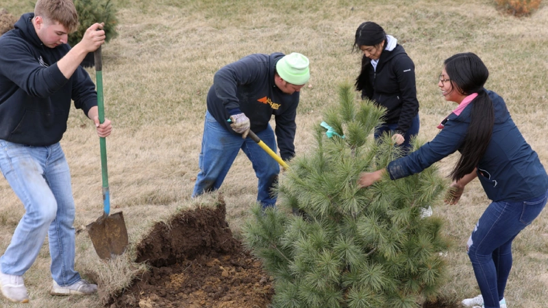 Planting Tree