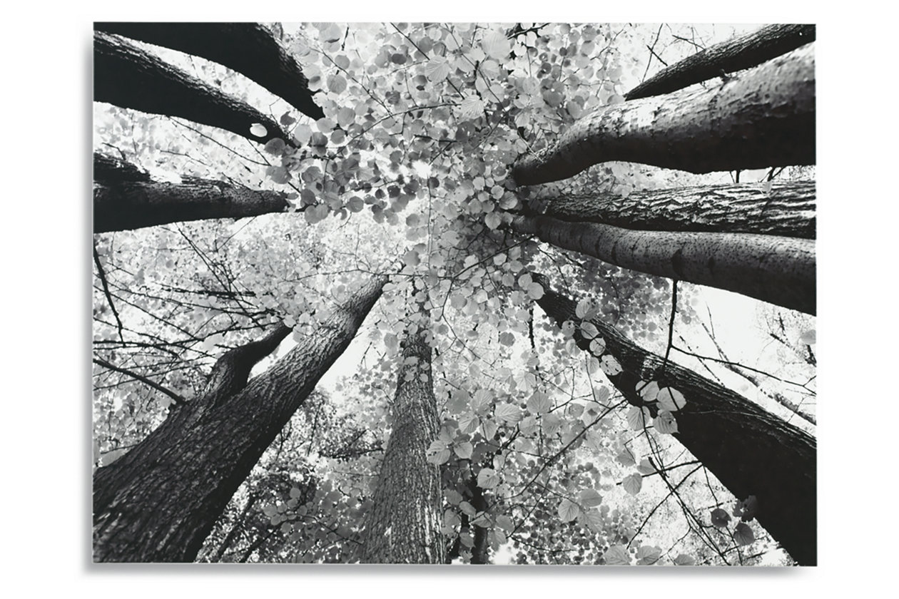 Canvas Art