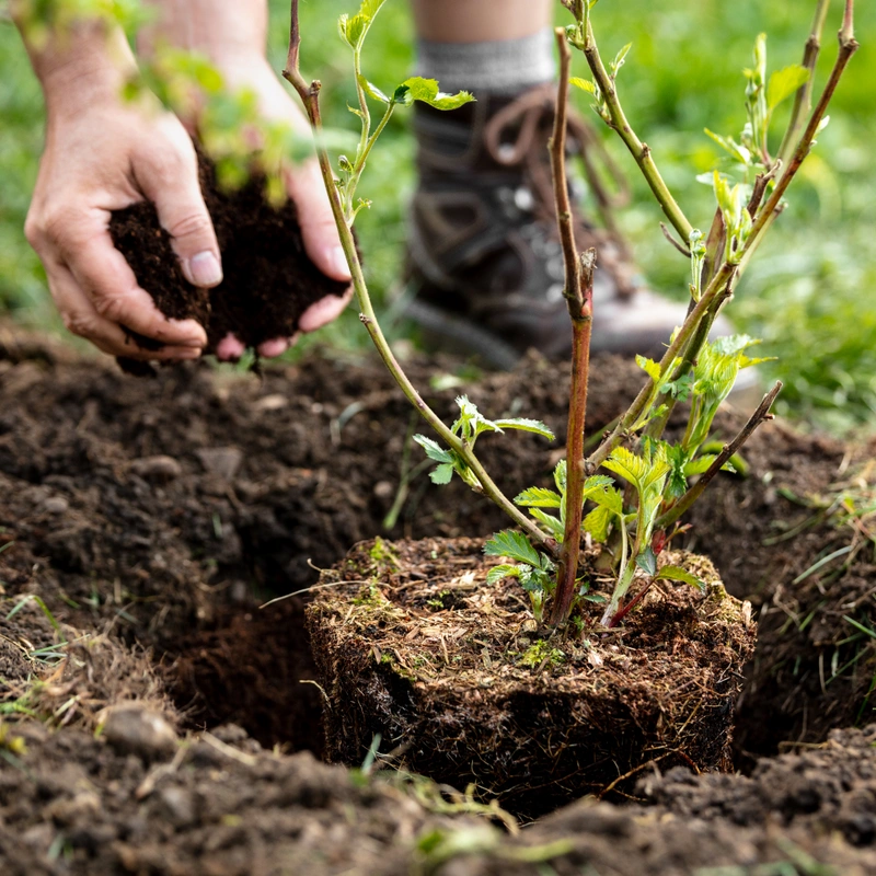 a person planting a tree in the dirt