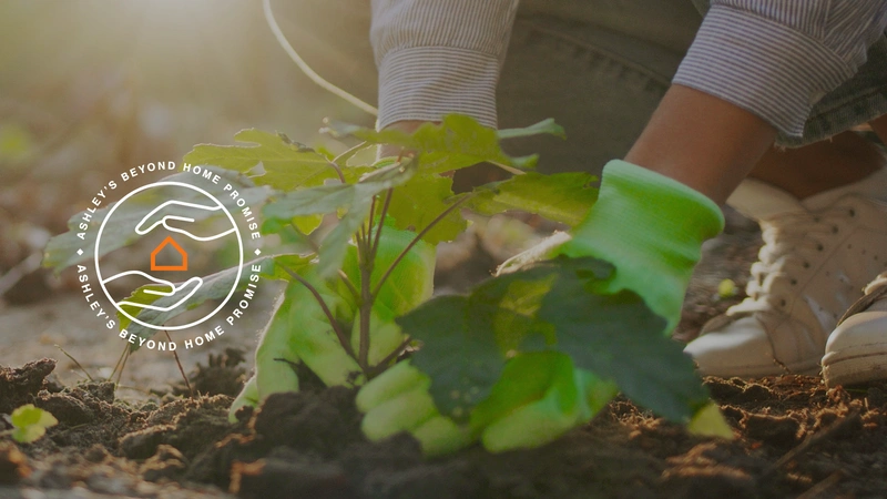 hands planting a green plant in a garden